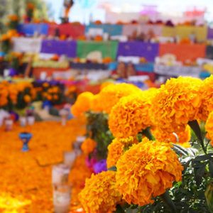 Cempasúchil Marigold Garland — 6ft